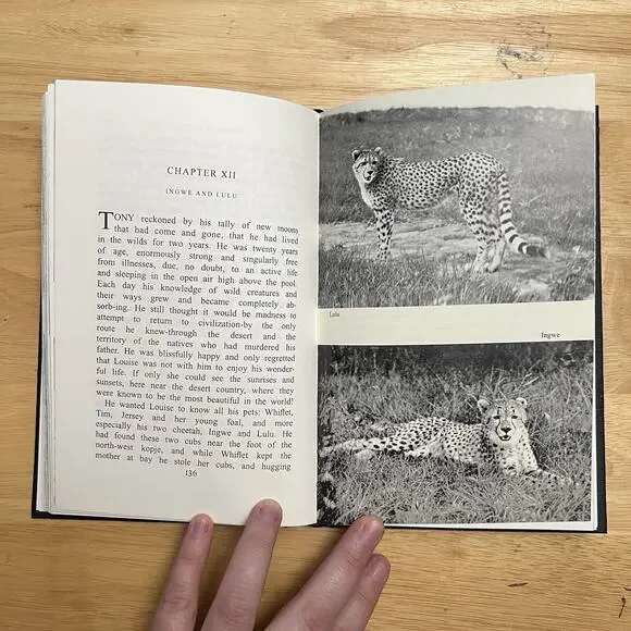 The Desert Pool A Romance of Wildest Africa With 89 Photographs by Guy Chalkley - Picture 10 of 12